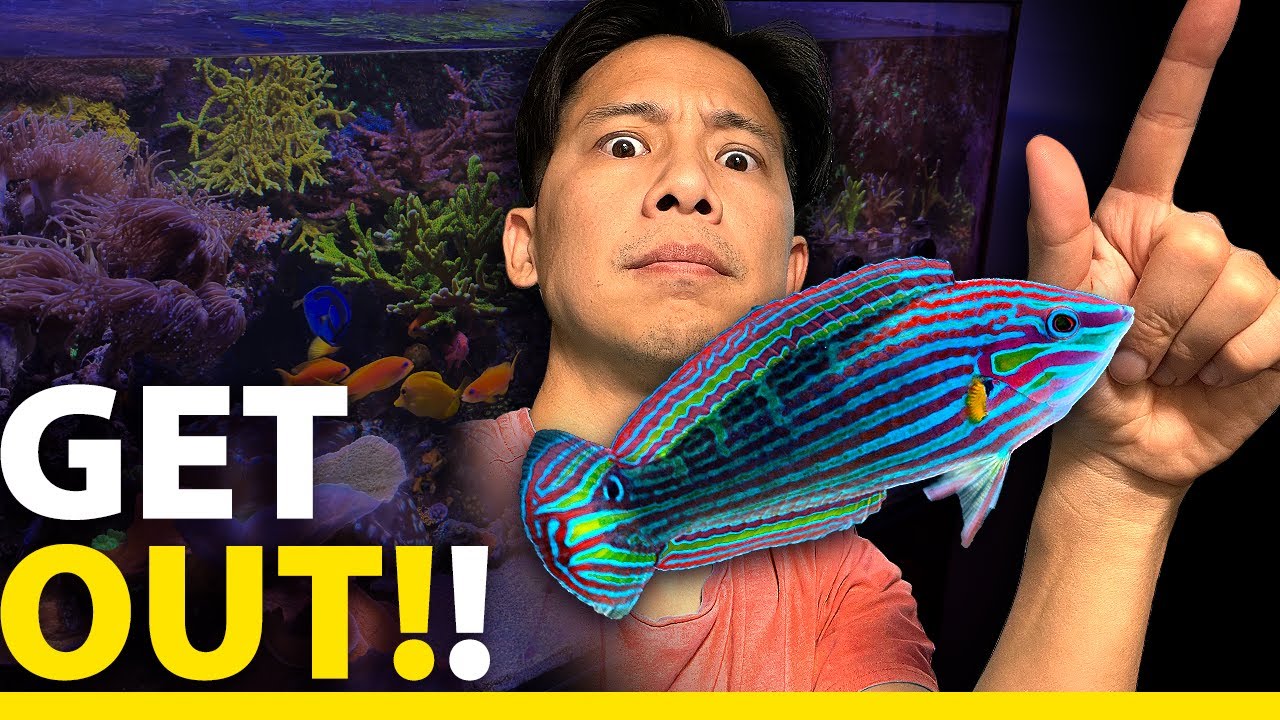 Why/How I'm catching my Melanurus Wrasse! (CAUGHT!)