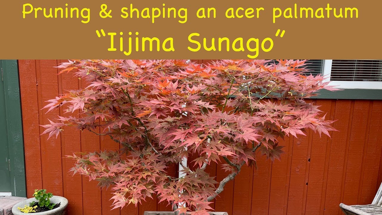 Pruning and shaping an acer palmatum 