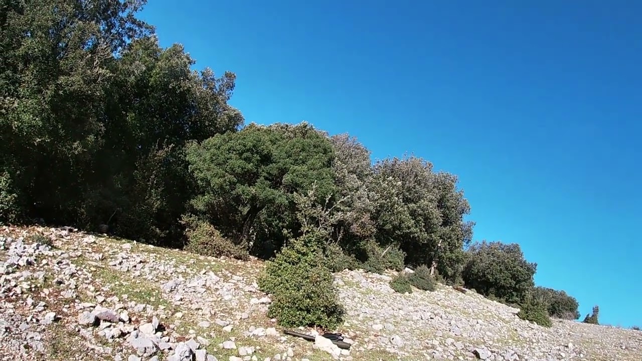 Caccia Cinghiale posta metano