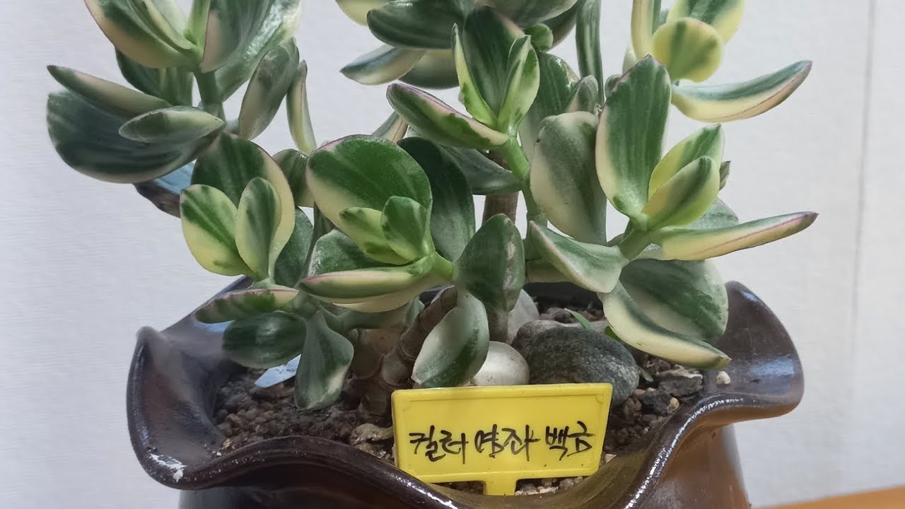 수박무늬염좌,염자백금 컬러염자...