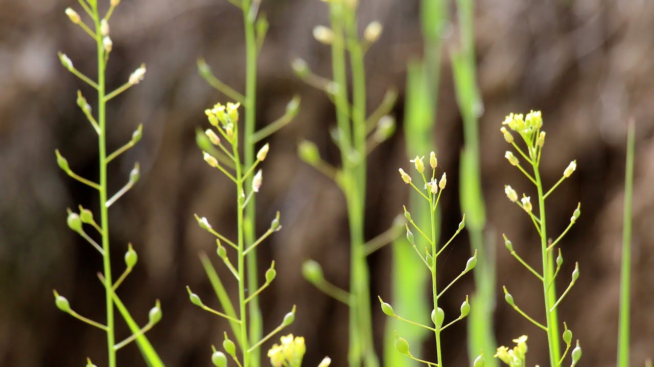 Camelina plants could produce aviation fuel in future
