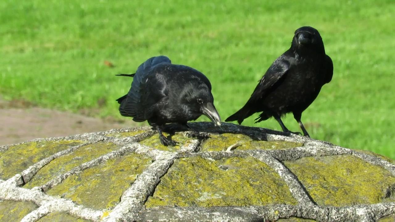 Rabenkr&auml;he Corvus corone carrion crow birding Vogelbeobachtung Ornithology