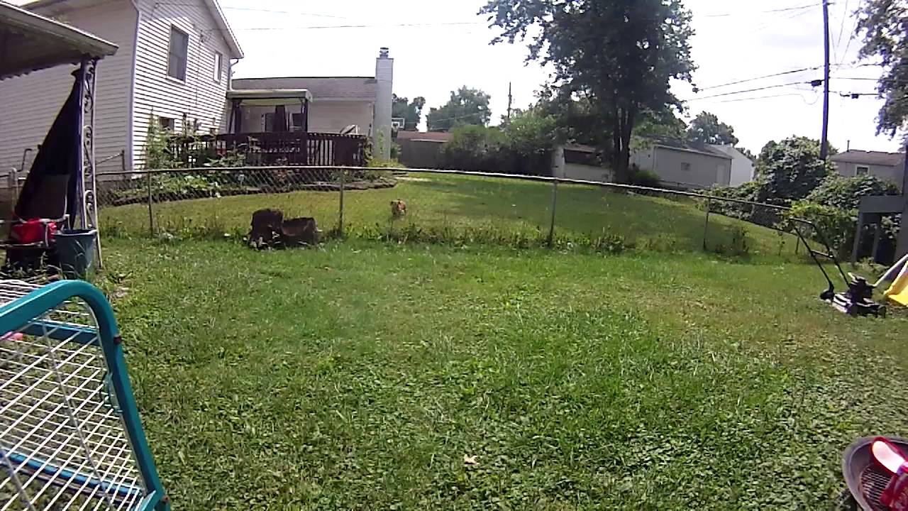 Annoying Barking Neighbor Dog - How to STOP IT