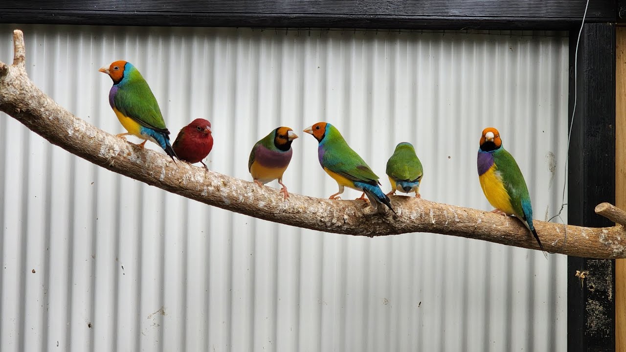 Gouldian finch breeding update/ firefinch and canary young. #gouldianfinch #firefinch #canarias