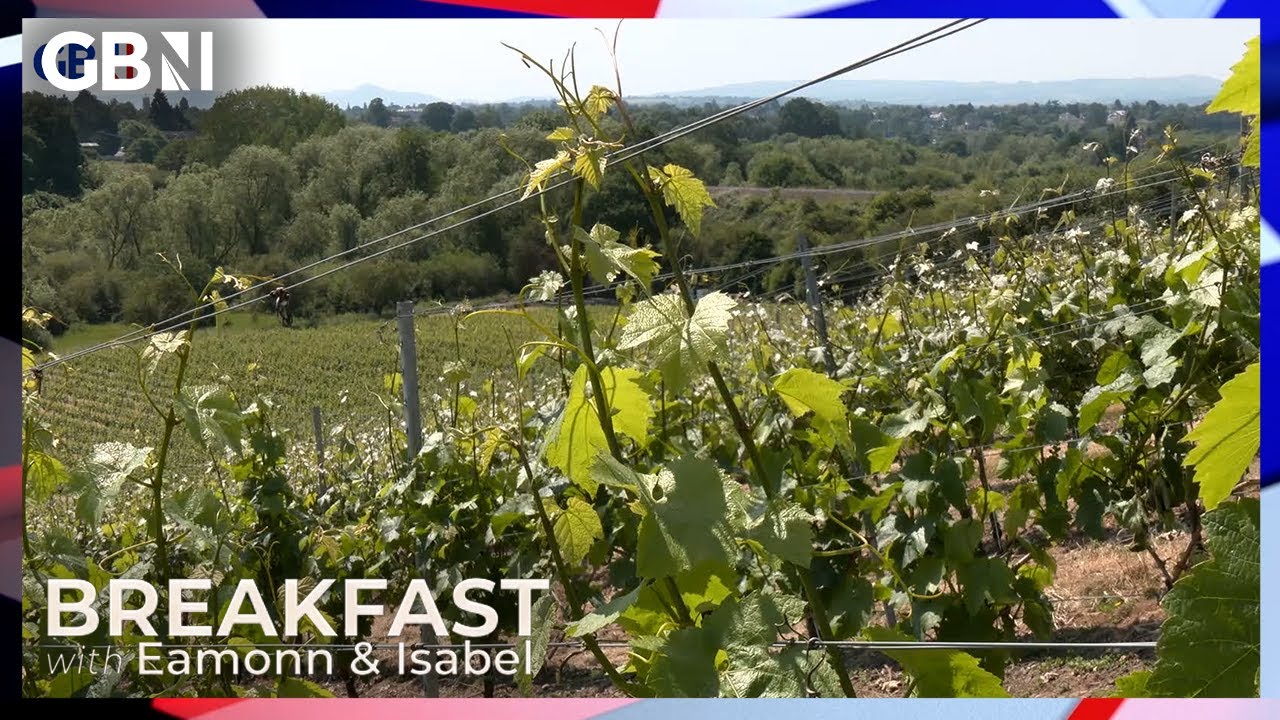 English wine BOOM: Britain's vineyards contribute millions to the UK economy
