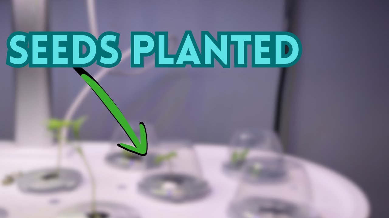 Planting Herbs into my Indoor SmartGarden 🤖🌿