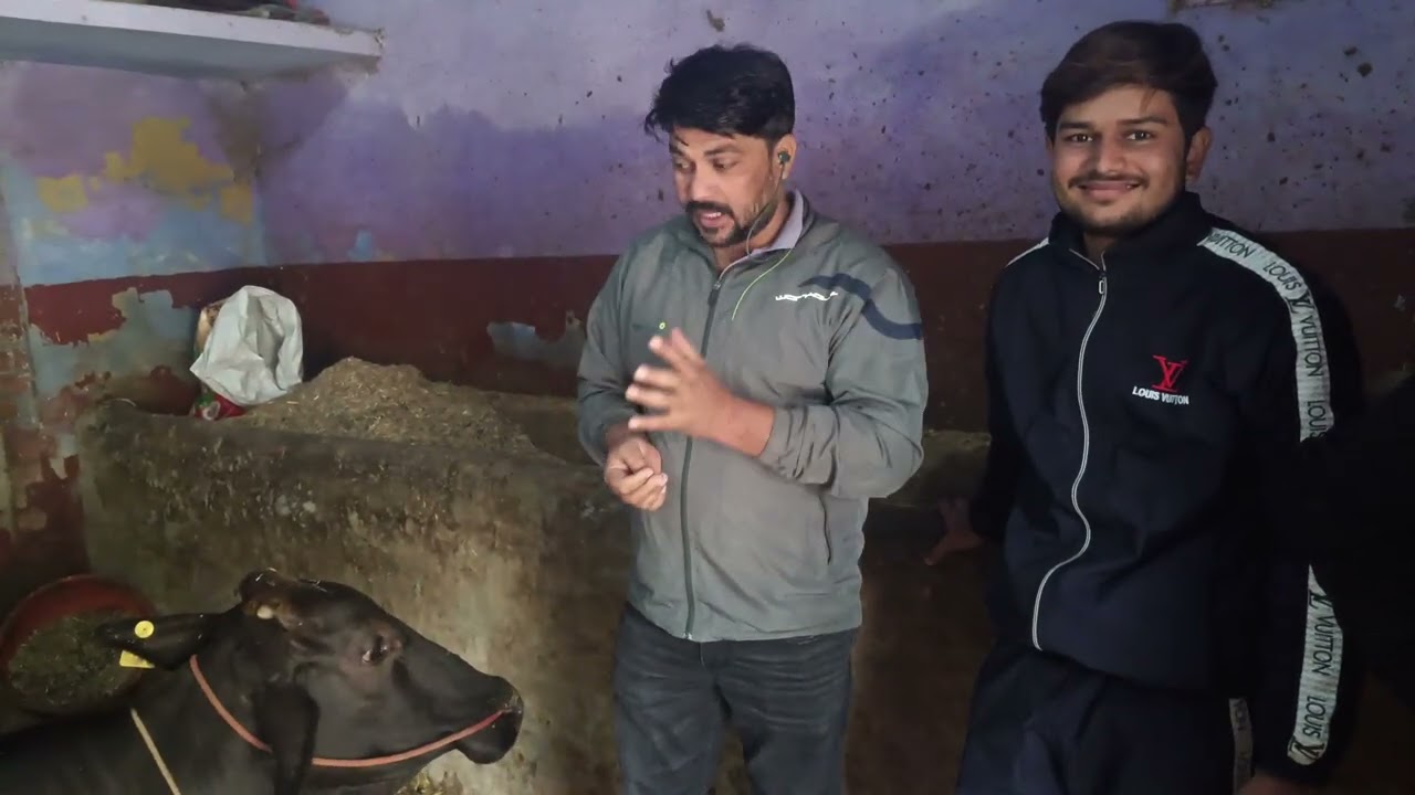 🐄🐂गाय बैठ गई खड़ी नहीं हो पा रही है 🤔क्या करें👍🏻🙏🦬