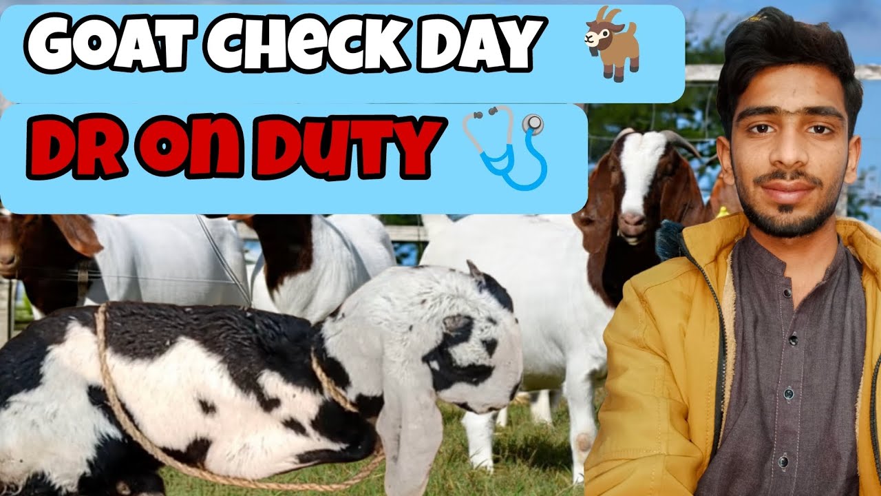 Aaj Bakri Checkup Day – Dr On Duty👻...Bakri Ka Full Checkup 🩺