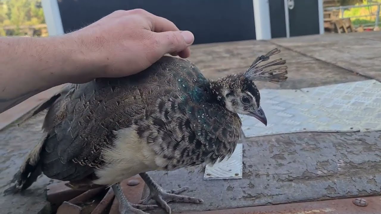 Peachick Adventures from Egg to 3 months old
