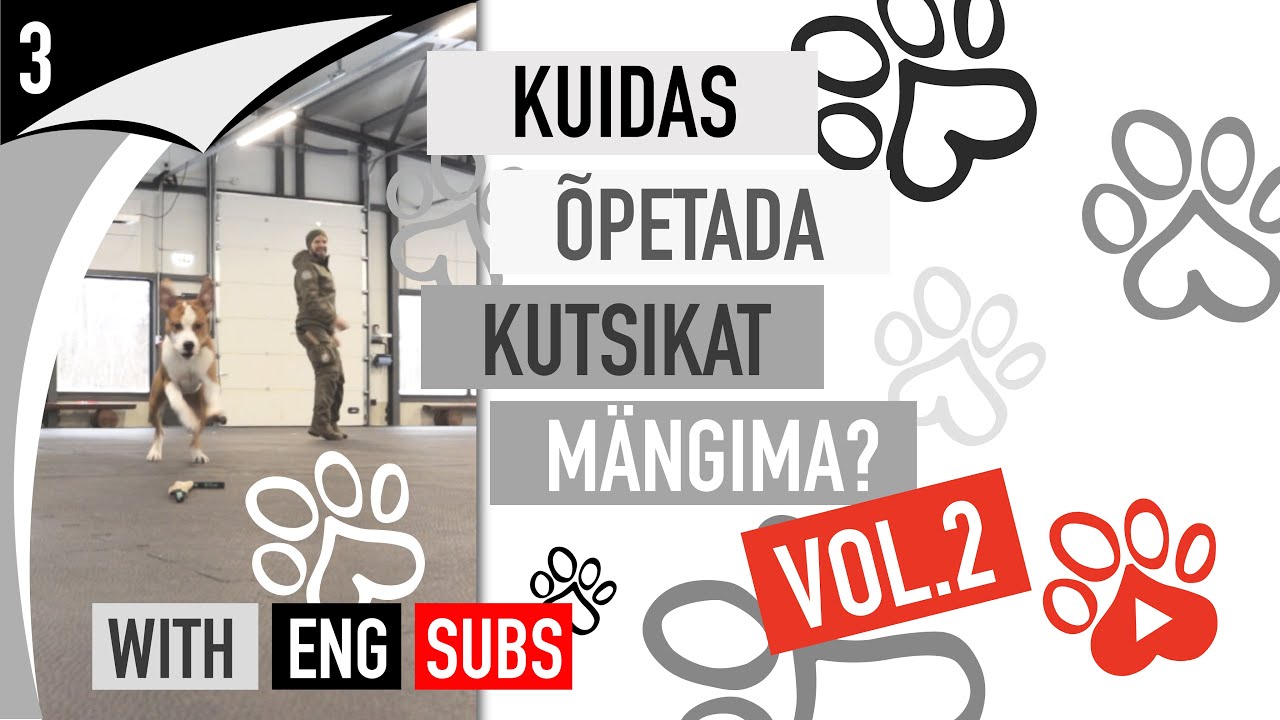 Kui kutsikas ei oska inimesega mängida - Kuidas õpetada kutsikat mängima?