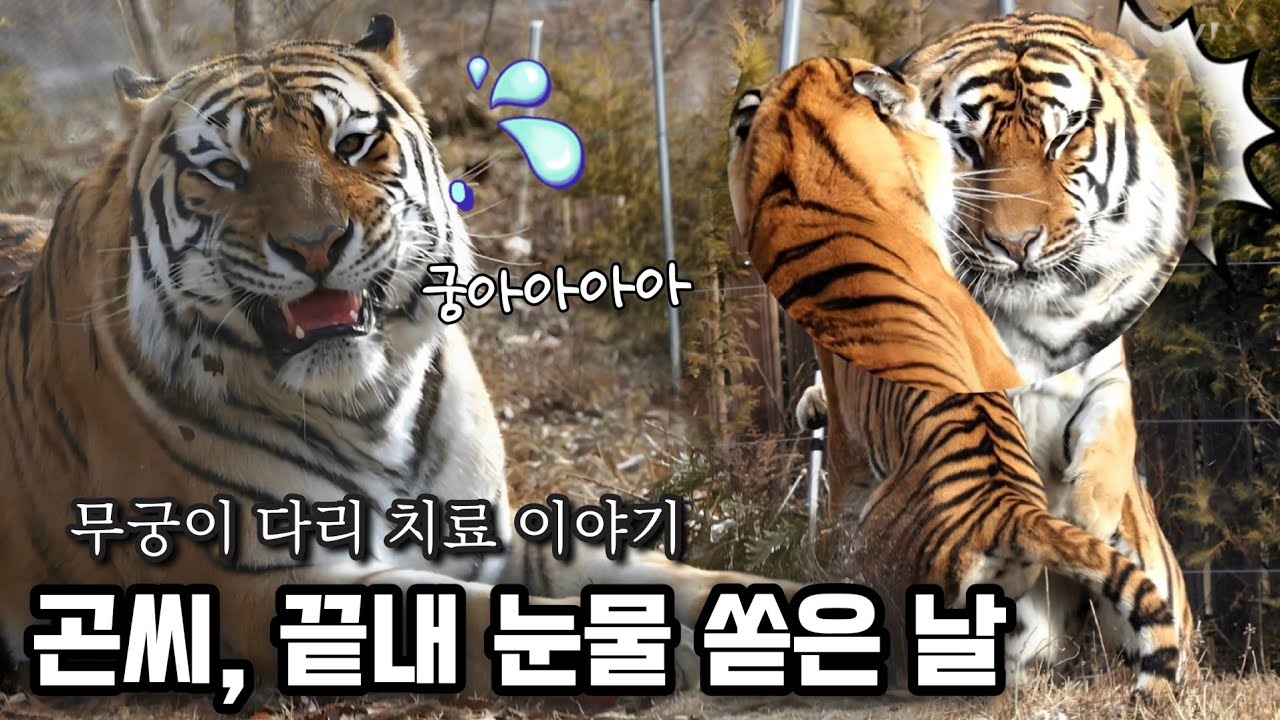 범궁이 조기퇴근 사건 전말(무궁이 다리치료 이야기)😭 Tiger in Korea, cat tiger #태범 #무궁 #백두대간호랑이