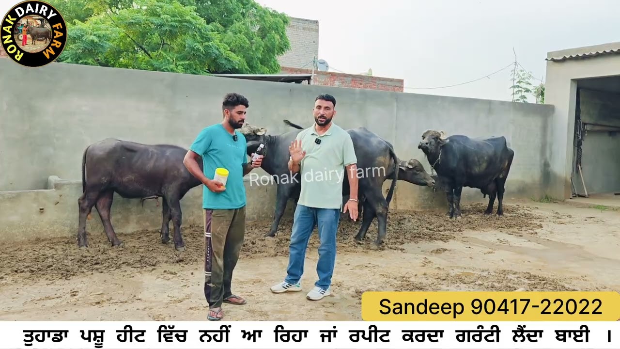 ਰਪੀਟਰ ਪਸ਼ੂਆਂ ਨੂੰ ਗੱਬਣ ਕਰਵਾਉਣ ਦੀ ਗਰੰਟੀ ਲੈਂਦਾ ਬਾਈ | 