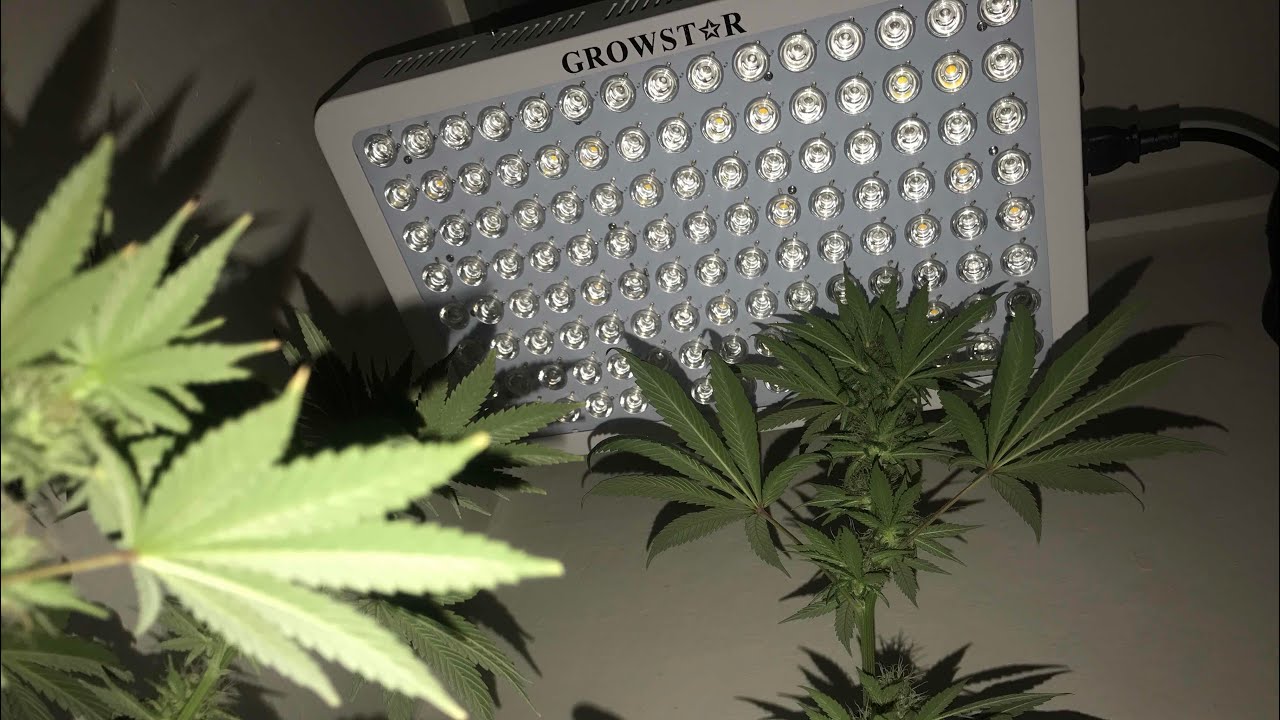 Cheap Indoor Closet weed Grow flowering stage (600w GROWSTAR led grow light review/UNBOXING)