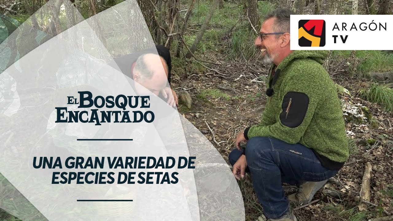Una gran variedad de especies de setas | MONCAYO