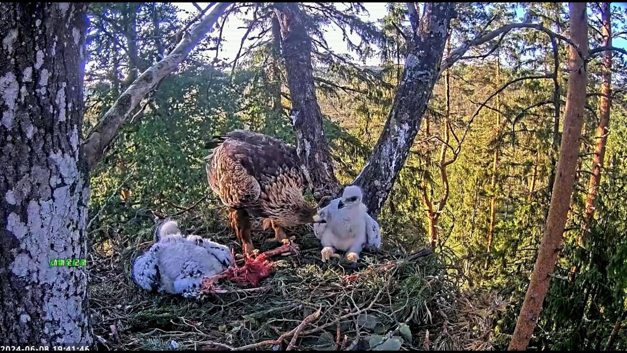 二号金雕幼崽&ldquo;二毛&rdquo;在饿了两天以后终于吃饱了肚子，真的太棒了