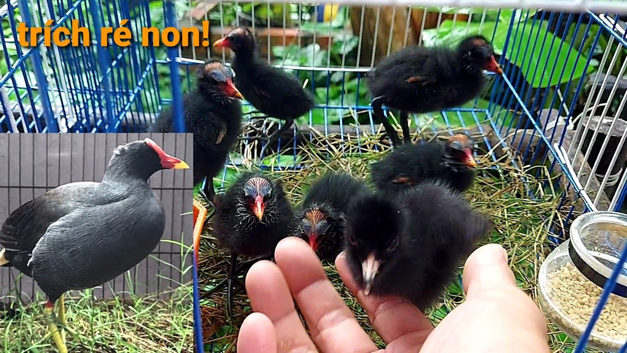 trước khi giao chim cho khách! trại chim cu gáy + trích ré + quốc thế hiển _ cà mau.0914395359