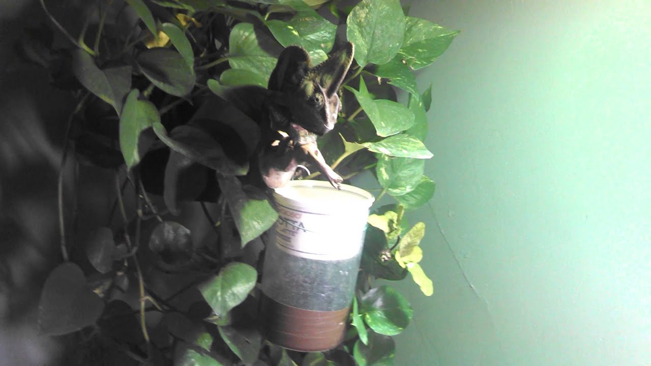 Veiled Chameleon Free Range/Open Air DIY Set Up