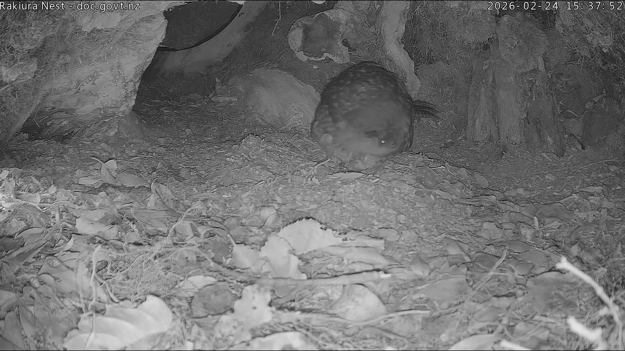 Rakiura chick hatched - 24 February