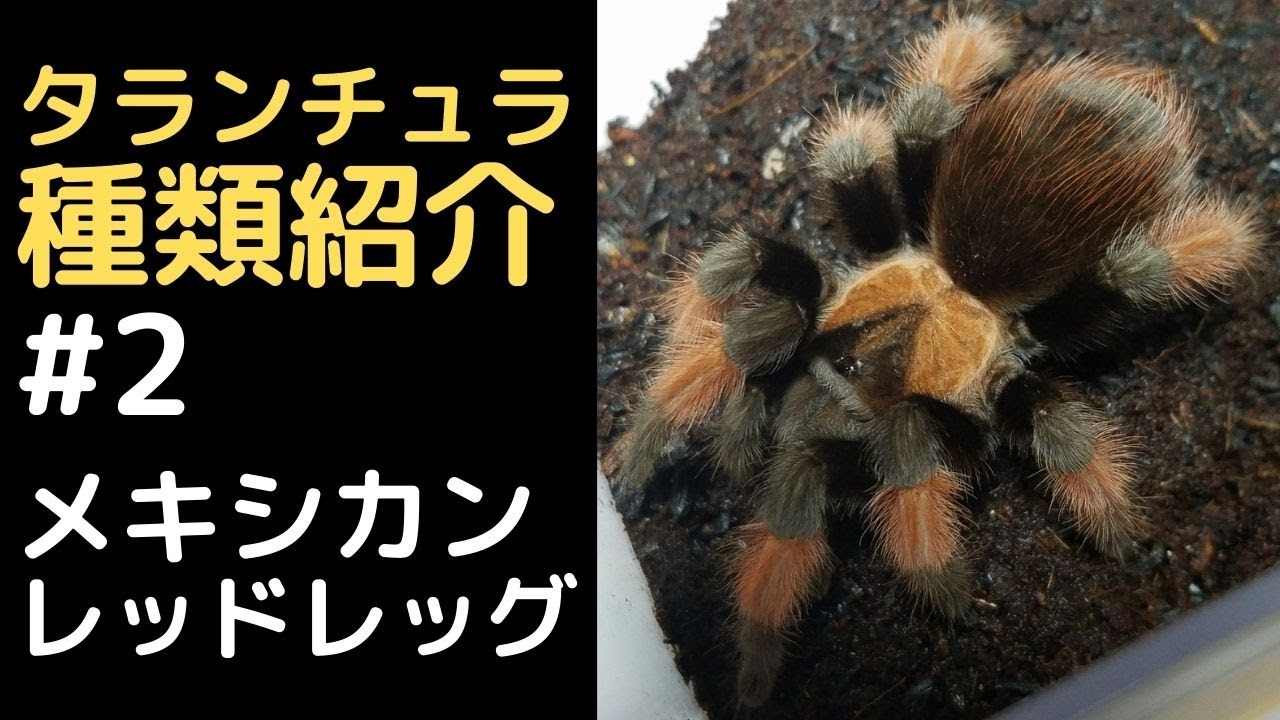 メキシカンレッドレッグ
