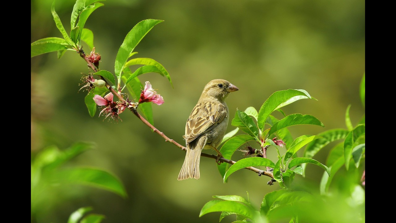 Deep Sleep Piano Music 🌙 Gentle Bird Sounds for Relaxation & Calm Mind