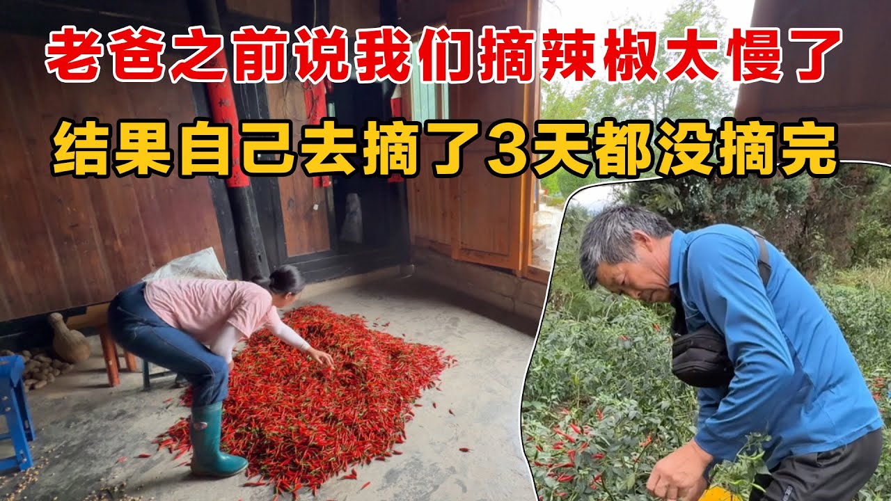 老爸在医院的时候嫌弃我们摘辣椒太慢了，结果回来去摘了3天才知道辣椒红得太多了，根本摘不完
