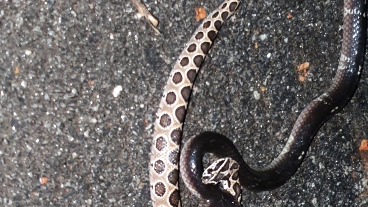 Banded krait predates a Russell viper
