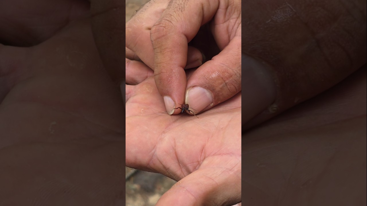 Uma simples formiga pode te salvar na selva.