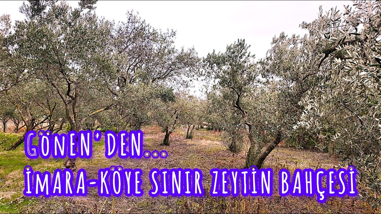 GÖNEN'DE İMARA VE KÖYE SINIR- 800 M² YETİŞKİN ZEYTİNLİK-HOBİ BAHÇESİ