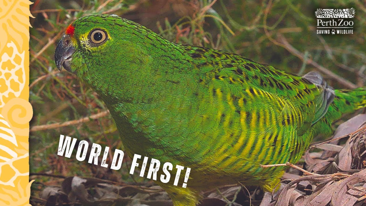 World first for rare Western Ground Parrot at Perth Zoo