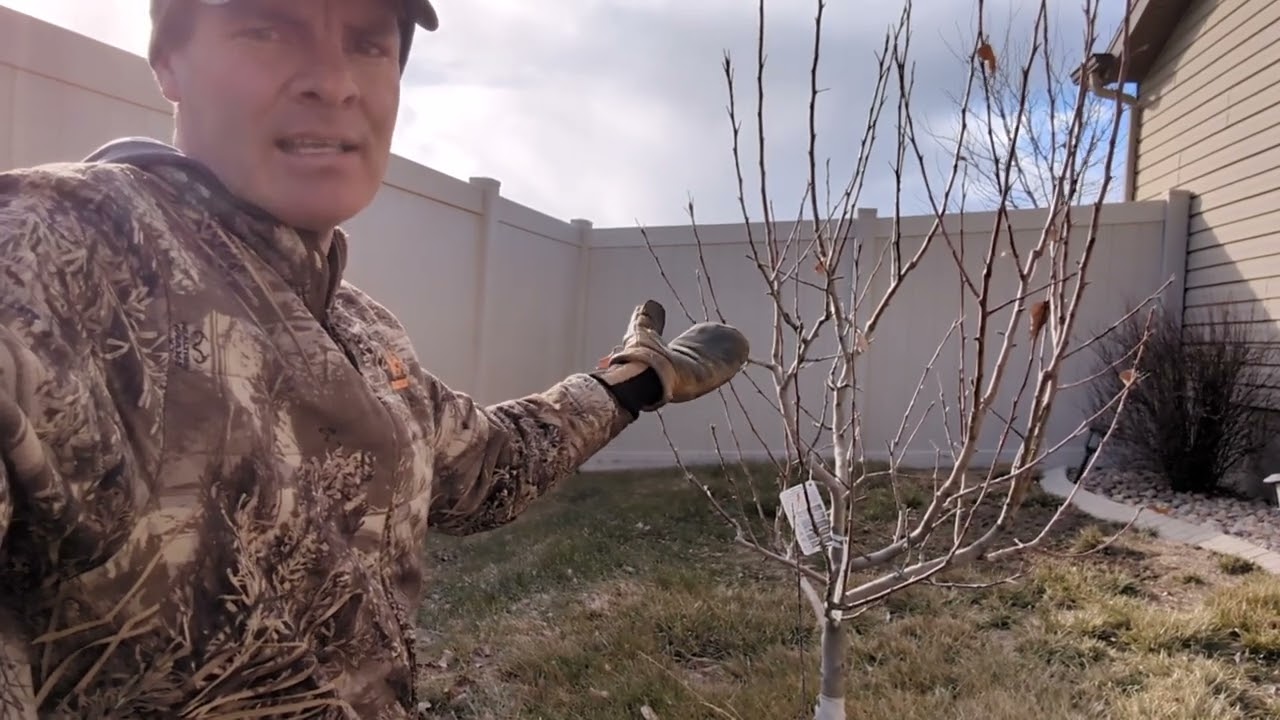 Step 2: Lower Two Branches and Leader