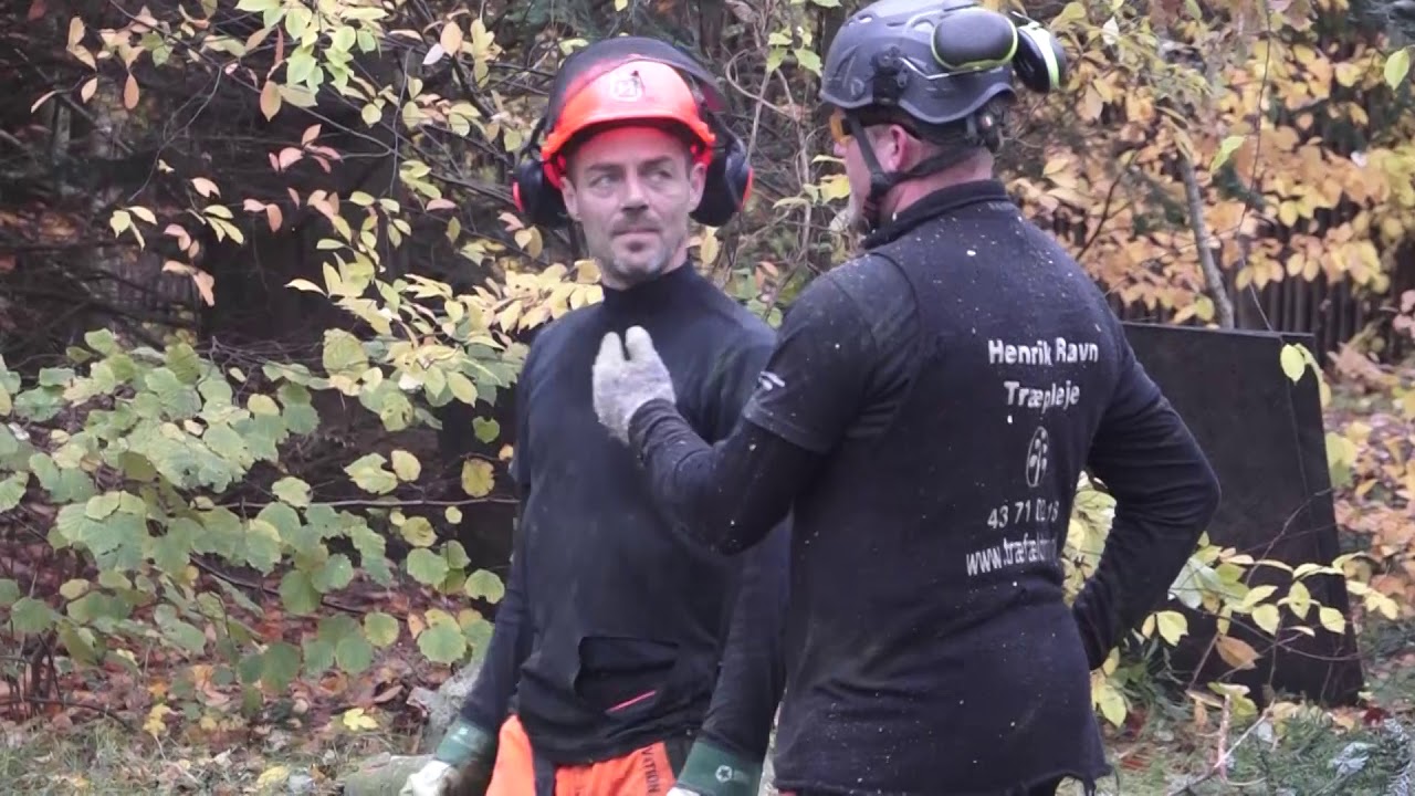 Træfældning i Hornbæk | Fældning af grantræ | Cutting down a big Pine Tree