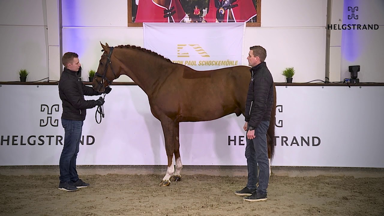So Unique by Sezuan / Donnerhall – stallion born 2015 (ENG)