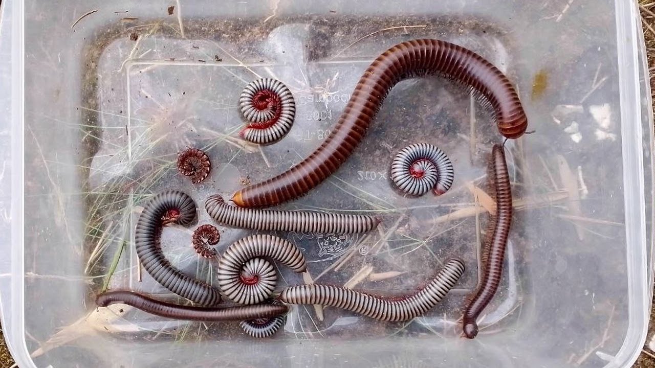 We found many millipedes in the forest during my holiday  They were red, white and black