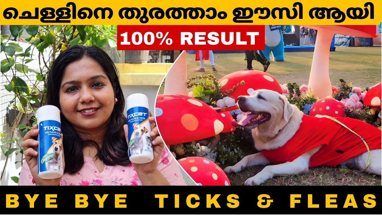 ചെള്ള് ഇനി ഒരു പ്രശ്നമേ അല്ല | Perfect solution for Ticks & Fleas #vloggeraswani #labradorsisters