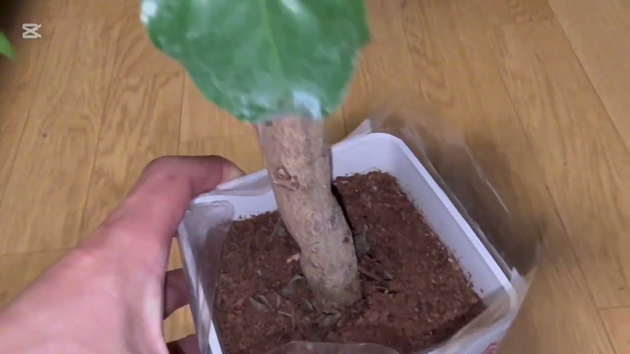 オッさんの＃観葉植物　🪴オッさんバカを超えて変態になる⁉️ダイソーアプリでムダ遣いの会😘👍💕