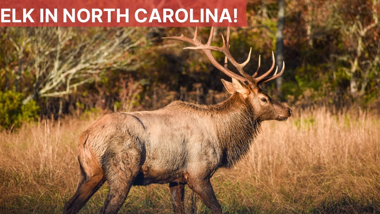 Where To See Elk In North Carolina | Elk Watching In Cataloochee Valley