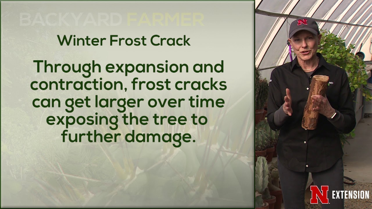 Landscape Lesson Sunscald Frost Crack