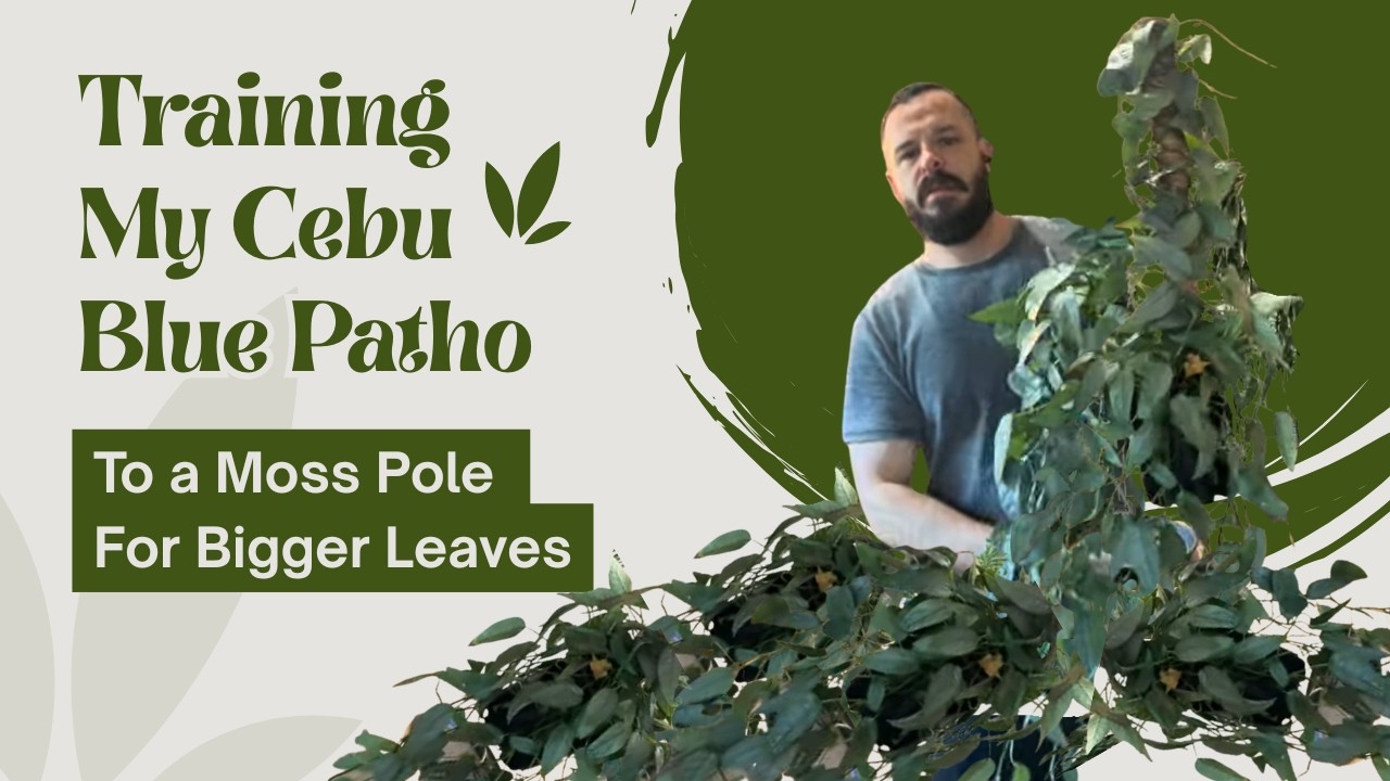 Training My Cebu Blue Pothos to Climb | Moss Pole for Bigger Leaves