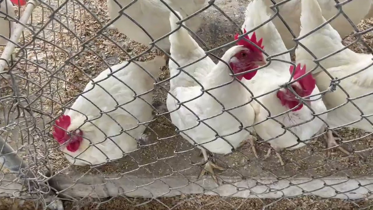 ¿Sabías Que Hay Muchas Cosas Interesantes Sobre las Gallinas Leghorn Que no Todo el Mundo Conoce?