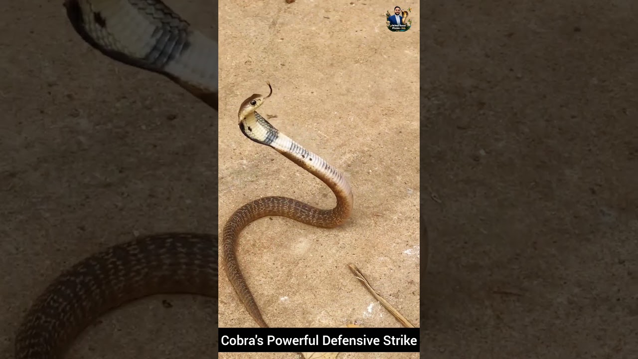Cobra's Powerful Defensive Strike #snake #wildliferescue #cobra #wildlifeentertainment #wildlife