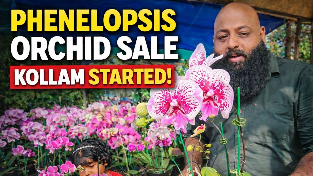 Orchid sale kollam എങ്ങനെ ഉണ്ട് കൊള്ളാമോ #orchid #orchids 