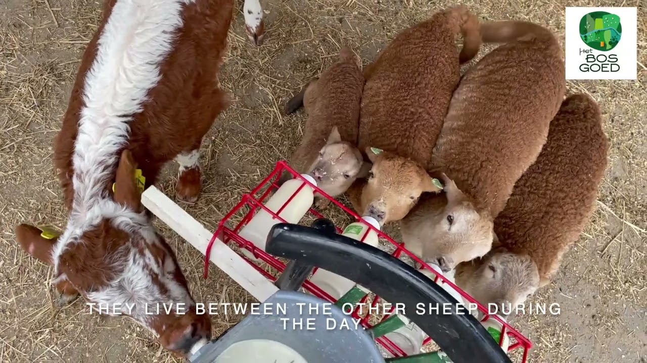 Feeding guinea pigs and the lambs