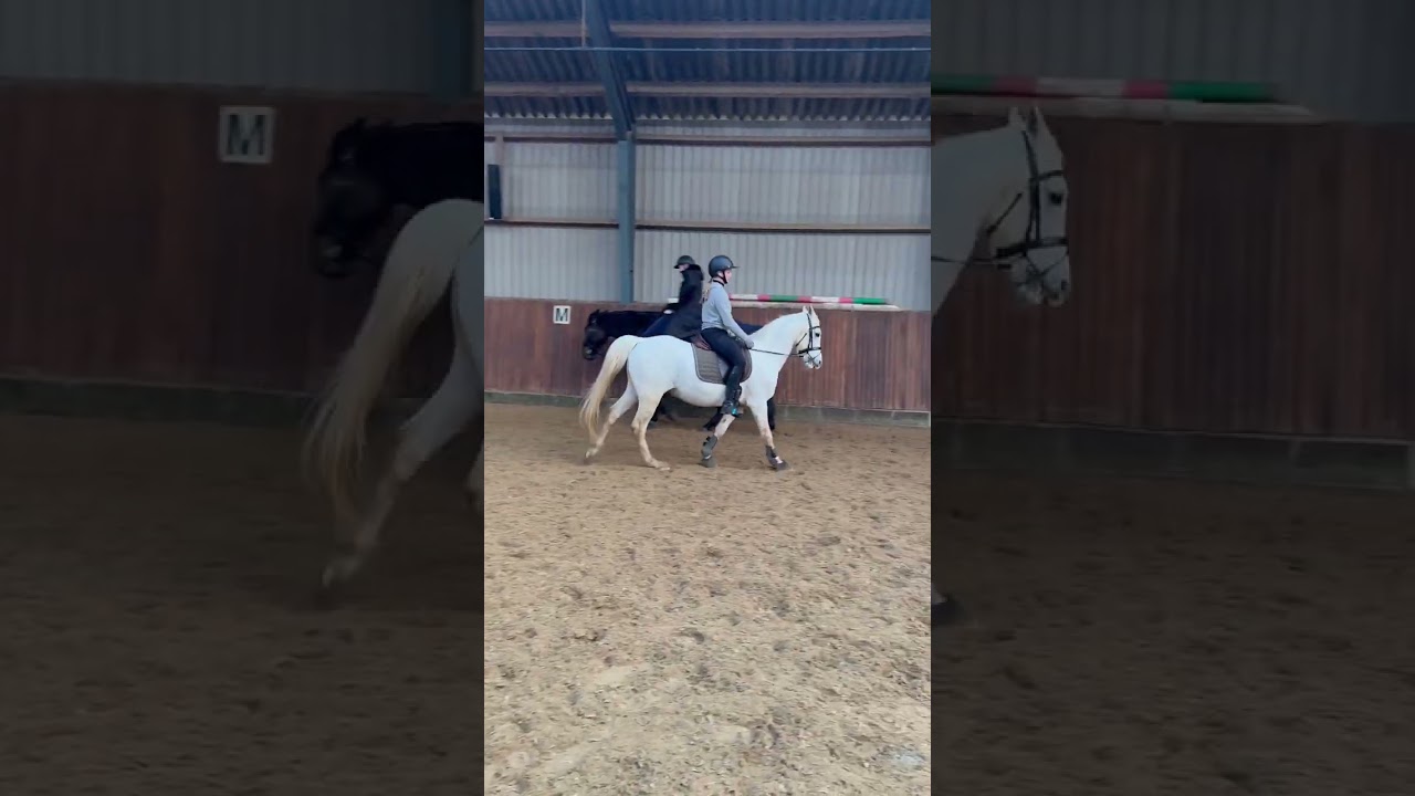 Ridehesten dressur