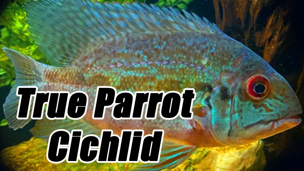 True Parrot Cichlid | Care Guide & Species Profile