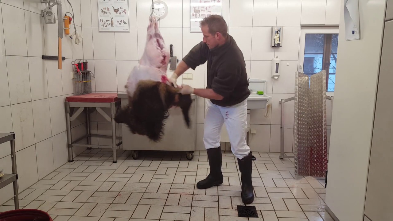 Wildschwein aus der Schwarte schlagen im h&auml;ngen/ Wildboar Skinning