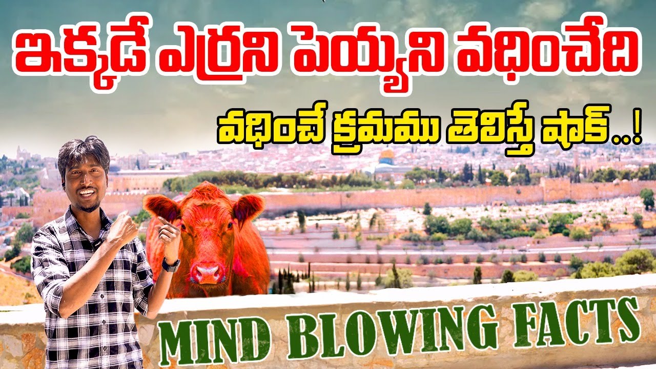 ఇక్కడే ఎర్రని పెయ్యని వధించేది...II వధించే క్రమము తెలిస్తే షాక్ అవ్వాల్సిందే II Mind Blowing Facts