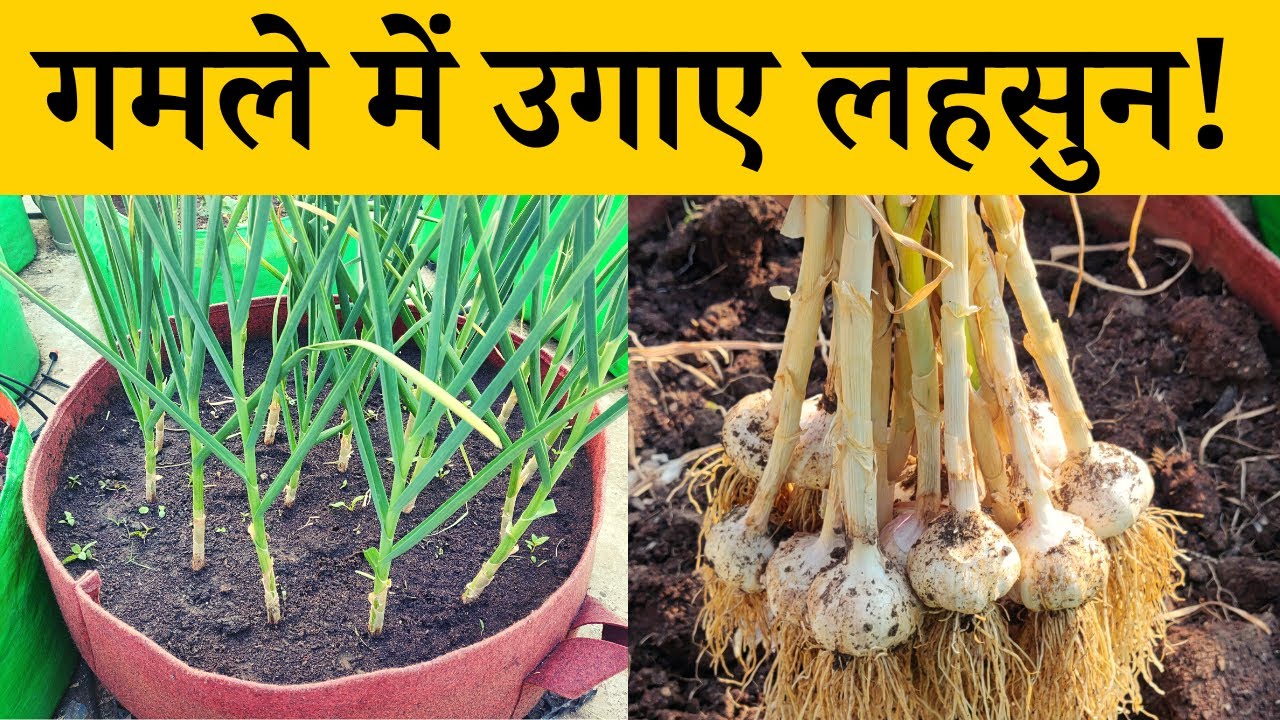गमले में उगाए लहसुन! घर पर लहसुन कैसे उगाएं | How To Grow Garlic At Home In Pot In Hindi