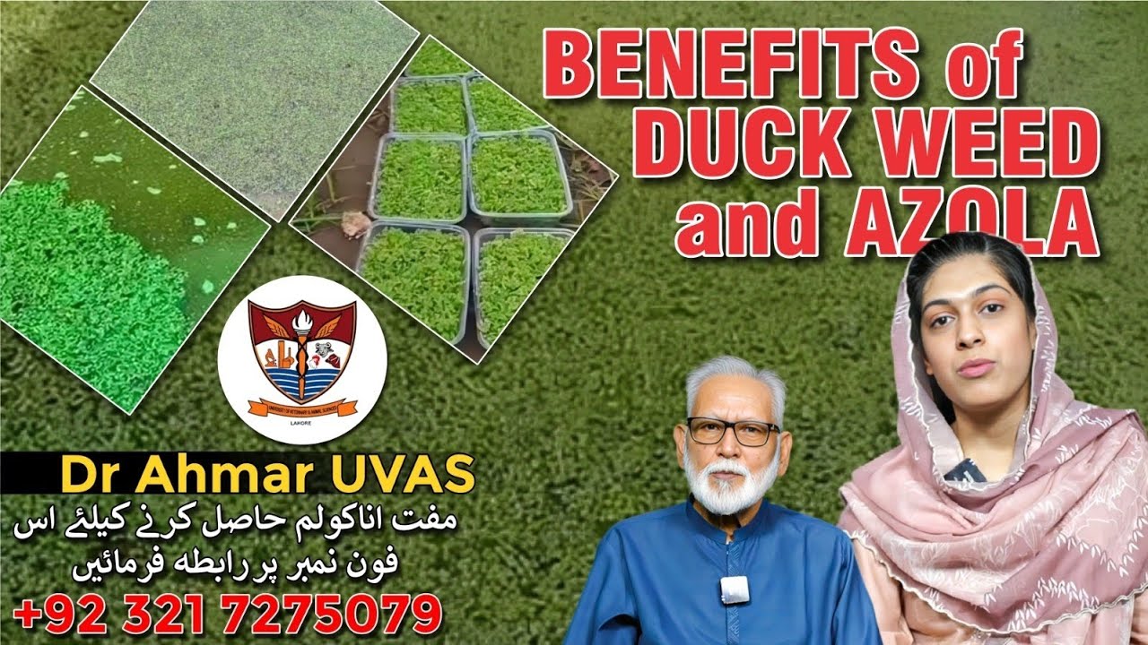 Free and Easy source of Protein for your livestock