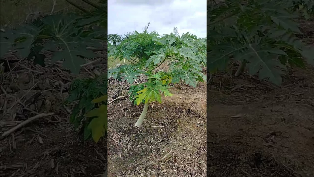 Cek kebun sayur  lumaya buah ny