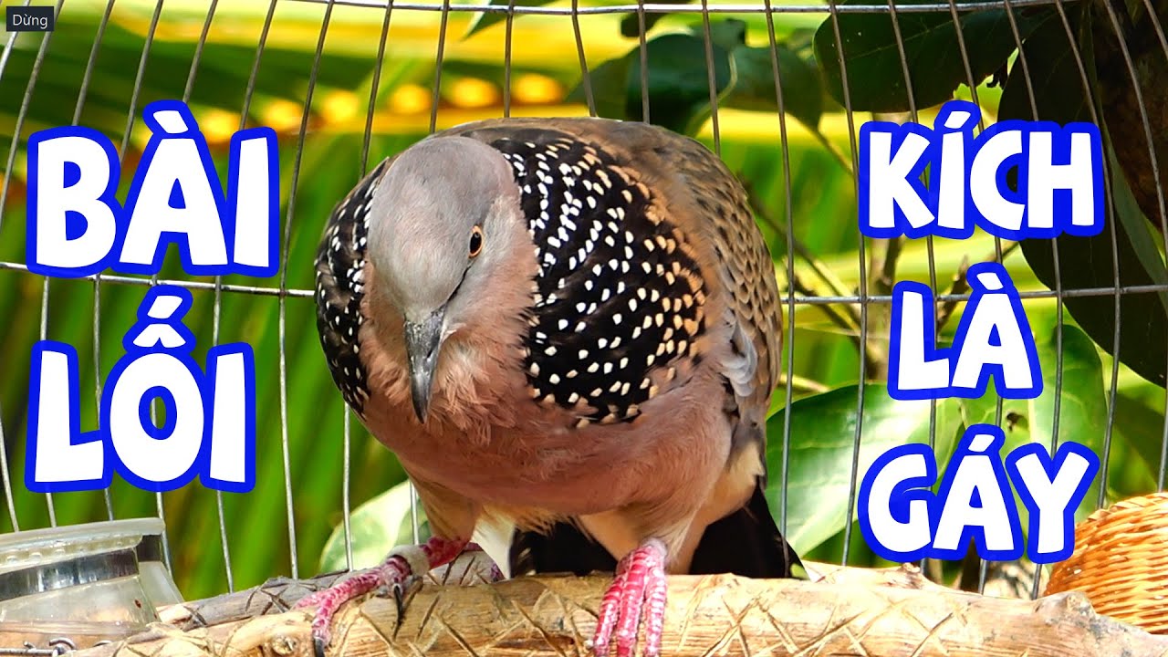 💦Tiếng Cu Gáy Giọng Hạp BổI ĐỦ BÀI [ GÁY GỌI,THÚC,GÙ ]Kích Bổi Nhanh Nổi.Cu Gáy.Cu Đất,cugay